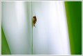 Chandelles _2018-05-27_095440_01 